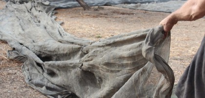 La recolección de la aceituna en O-Med, símbolo de excelencia