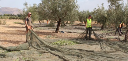 Aceite de oliva virgen extra a la orilla de Sierra Nevada