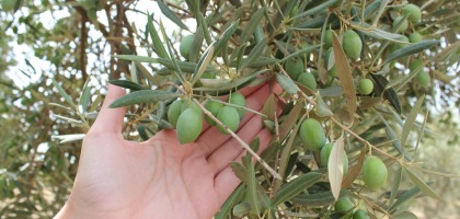 En O-Med apostamos por cuidar el equilibrio y bienestar natural de nuestros olivares