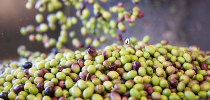 ¿Qué significa AOVE y por qué no son todos iguales?