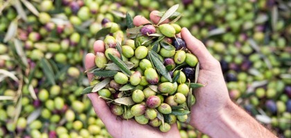 Variedades de aceitunas: diferencias, usos y beneficios 