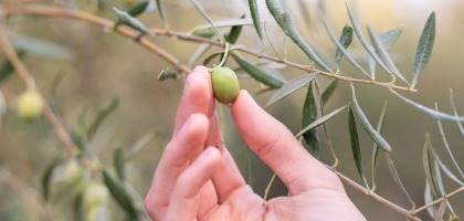 Inconvenientes del aceite de orujo de oliva 