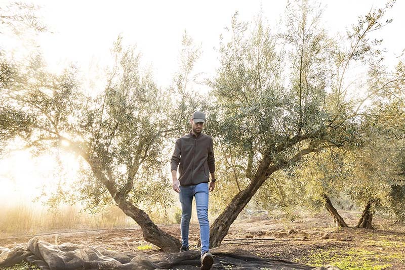 Historia del Aceite de Oliva Virgen Extra 