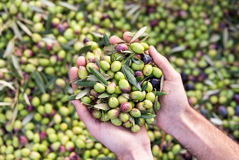Variedades de aceitunas: diferencias, usos y beneficios 