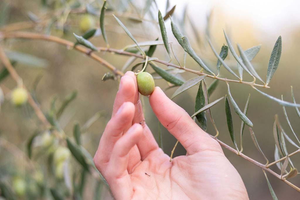 Inconvenientes del aceite de orujo de oliva 