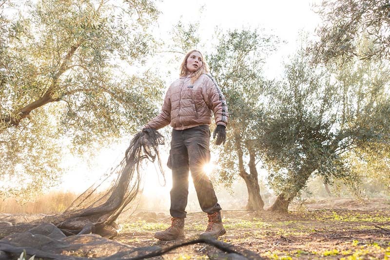 ¿Cómo se realiza la recolección de aceituna? Y cómo lo hacemos en O-Med: tradición y precisión 